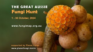 Great Aussie Fungi Hunt 2024  130 October [upl. by Katerine737]