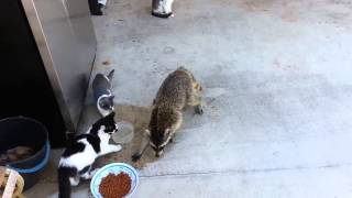 Racoon stealing dogs food [upl. by Votaw395]