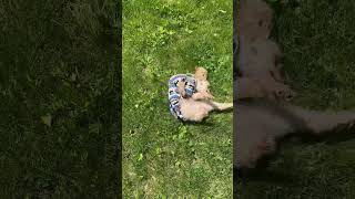 He loves being on the grass shorts short love dog fun happy spring nature cute grass [upl. by Naamann]