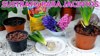 Jacintos sustrato CHUYITO JARDINERO [upl. by Herra]