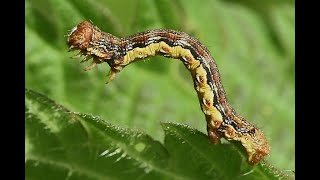 Grote wintervlinder Erannis defoliaria rups [upl. by Mathis]