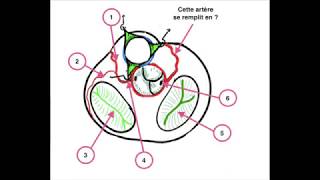 Appareil cardiocirculatoire  Valves cardiaques [upl. by Sihtnyc522]