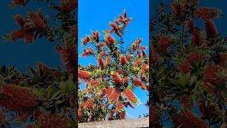 All about beautiful bottle brush plant flowers nature yt bottlebrush [upl. by Arihsa]