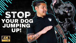 Stopping Your Dog From Jumping On Guests A Foolproof Guide [upl. by Lorak]