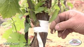 Grafting on to established vines can keep your vineyard productive [upl. by Sibella]