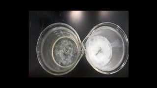 Denaturation of Proteins Experiment [upl. by Dowlen]