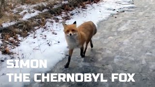 A walk in Pripyat with Simon the Chernobyl Fox [upl. by Rosane650]