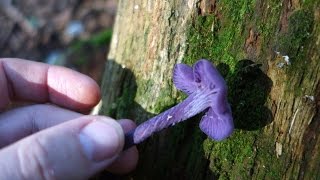 Amethyst deceiver Laccaria amethystina [upl. by Wyatt114]