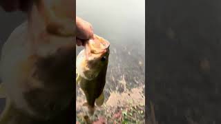 Bass fishing in rain 🔛🔝 fish fishing bass bassfishing release catchandrelease [upl. by Ennovoj]