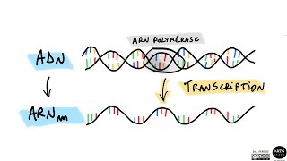 La transcription de lADN 🧬 [upl. by Nivlag]