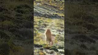 Puma in Risks to Hunt Guanaco  Puma VS Guanaco  VRchou puma animals animalworld animalwild [upl. by Tamar]