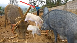 Learn How To Raise Wild Boar Raising Earthworms As Animal Feed Peaceful Life With Beautiful Nature [upl. by Docilla]