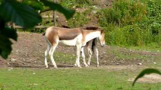 Equus Onager Hemionus Onagres [upl. by Aikaz20]