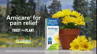 Arnica and Venus Plant  Arnica Montana for Pain Relief [upl. by Einaled]