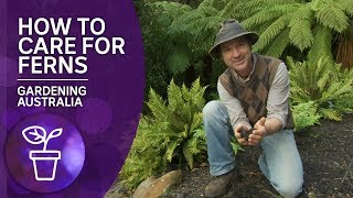 How to grow and care for ferns [upl. by Veneaux]