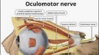 Oculomotor nerve and its function [upl. by Ylra]