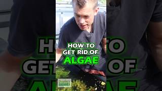 How To Get Ride Of ALGAE [upl. by Jacinthe]