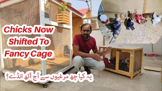 Chicks Shifted To Fancy Cage More Eggs By Lohmann Brown Chickens I M Wahaj Vlogs [upl. by Seravaj]