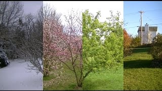 Seasons Timelapse Winter Spring Summer Fall [upl. by Annaigroeg]