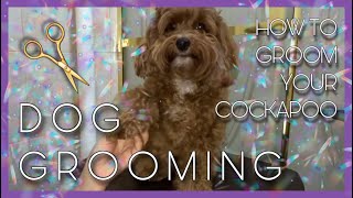 DOG GROOMING  How to groom your Cockapoo at home [upl. by Oran]