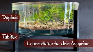 Lebenfutter für dein Aquarium einfach selber züchten  Daphnia  Tubifex in der Tischdekoration [upl. by Yelkrab]