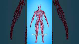 How Long Are Your Blood Vessels 😮 [upl. by Eeresed]