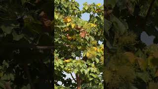 Sterculia urens flowers and leaves [upl. by Nemrac664]