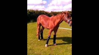 Hilarious horse walking in travel boots [upl. by Esertak342]