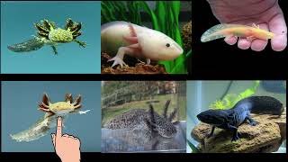 Axolotl Morph Types  Axolotl Types in English with Picture [upl. by Ebby712]