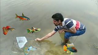 River fishing  Catching river fish for aquarium in tamil [upl. by Colman]