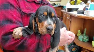 Crazy LONG Sock EARS on this Bluetick COONHOUND PUPPY [upl. by Higginson]