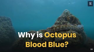 Why is Octopus Blood Blue [upl. by Seligman]