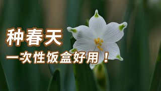 种个春天，一次性饭盒居然很好用！ 种球养护 园丁小饭 [upl. by Dyke]