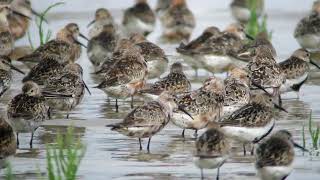 Waders at Westhoek August 2024 [upl. by Ecidnak]