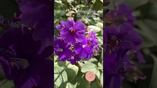 Tibouchina Grandifolia plantas garden flores purple music arbustos jardin [upl. by Boser]