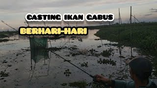 BERHARIHARI CASTINGcastingikangabus [upl. by Nadual]