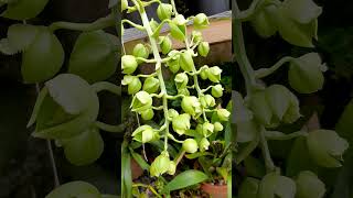 Catasetum natureza orchids [upl. by Ecnarolf]