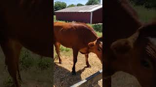 The most underrated trick to raising cattle cattle shortsfeed ranchlife [upl. by Haroldson425]