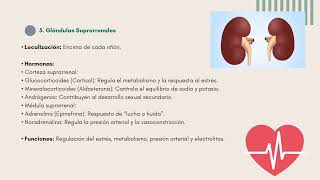 Sistema Endocrino Morfología [upl. by Aiuoqes]