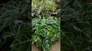 Anthurium crystallinumnature shortsviral lushplants gardening [upl. by Mobley533]