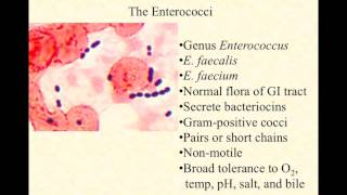 video lecture enterococci [upl. by Emse358]