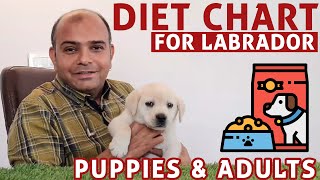 Diet Chart Labrador Retriever Full Day of Feeding Puppy amp Adult Dog  Pet Food  Baadal Bhandaari [upl. by Beverie]