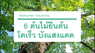 ต้นไม้บังแดดโตเร็ว ต้นไม้ยืนต้นให้ร่มเงา Fastgrowing trees provide shade [upl. by Ahselat]