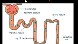 Function of Nephrons [upl. by Asilanna]