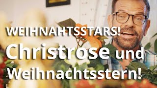 WEIHNACHTSSTERN und CHRISTROSE – die PFLANZENSTARS zu Weihnachten [upl. by Ardnasela]