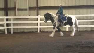 Lazarus 152H Homozygous Tobiano amp Black Gypsy Stallion [upl. by Retlaw]