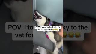 Dramatic husky bollywood petfails goldenretriever music doglover goldenretrieverjoy dog pup [upl. by Lehcin644]