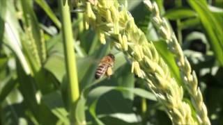 Honeybee pollination of corn [upl. by Anayek]