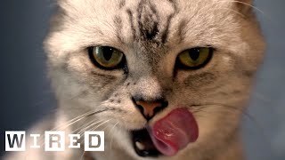 Cat Expert Explains Why Some Cats Eat Human Corpses  WIRED [upl. by Lipkin545]