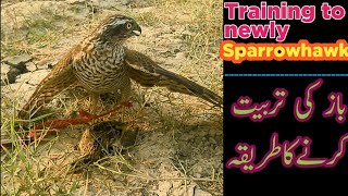 Training to sparrowhawk with Quail  Falconry Attack [upl. by Ydualc]